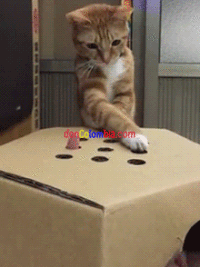 b3c938b6cec6eca6249efdef64dc2070_w200.gif