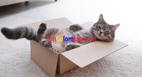curiosidades-felinas-5-cosas-los-gatos-aman-hacer-1006330.jpg