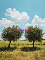 dos-olivos-se-alzan-en-un-soleado-prado-bajo-cielo-azul-hay-maduros-bañados-por-la-luz-del-sol...jpg