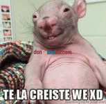 te-la-creiste-we-xd-x2.gif