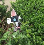 Dog22.jpg