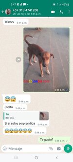 Screenshot_20221205-174704_WhatsApp.jpg