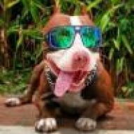 Chino_quillero