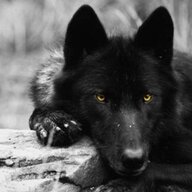 CANUTO