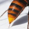 Rodvilvao