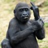 MonkeyBlack