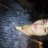 Lady Dely