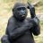 MonkeyBlack