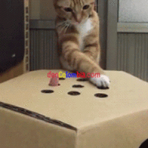 b3c938b6cec6eca6249efdef64dc2070_w200.gif