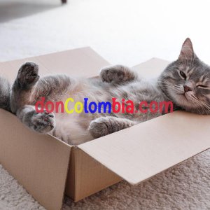 curiosidades-felinas-5-cosas-los-gatos-aman-hacer-1006330.jpg