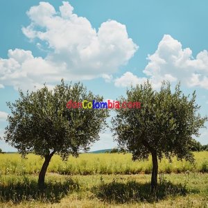 dos-olivos-se-alzan-en-un-soleado-prado-bajo-cielo-azul-hay-maduros-bañados-por-la-luz-del-sol...jpg