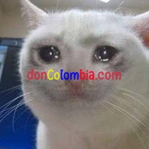 images (7).jpeg